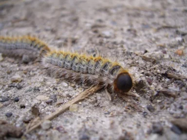 La chenille processionnaire du pin lutte chenille isère fauna control 3D