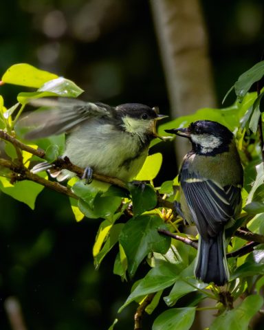 Lutte contre les chenilles processionnaires en isère fauna control 3D Lutte contre les chenilles processionnaires en isère fauna control 3D