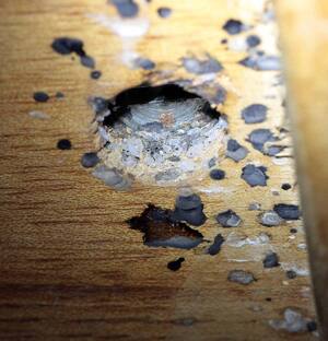 Punaise de lit adulte détectée lors d’un diagnostic professionnel en Isère (38)