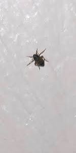 traitement des puces en Isère.