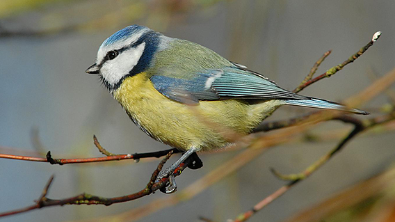 La chenille processionnaire du pin Les mésanges contre la lutte des chenilles