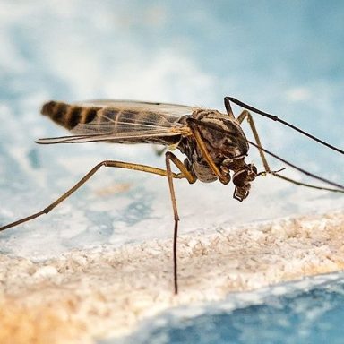 alt="Intervention Fauna Control 3D pour identification et traitement des punaises de lit en Isère. Diagnostic précis, méthode certifiée"