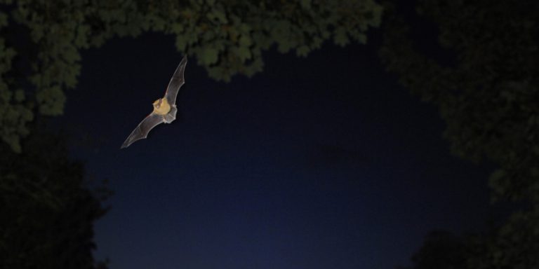 Lutte contre les chenilles processionnaires  en isère fauna control 3D