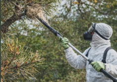 lutte chenilles processionnaires isére lutte chenilles processionnaires isére