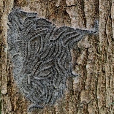 Lutte contre les chenilles processionnaires  en isère fauna control 3D