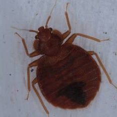 Intervention Fauna Control 3D pour identification et traitement des punaises de lit en Isère. Diagnostic précis, méthode certifiée 