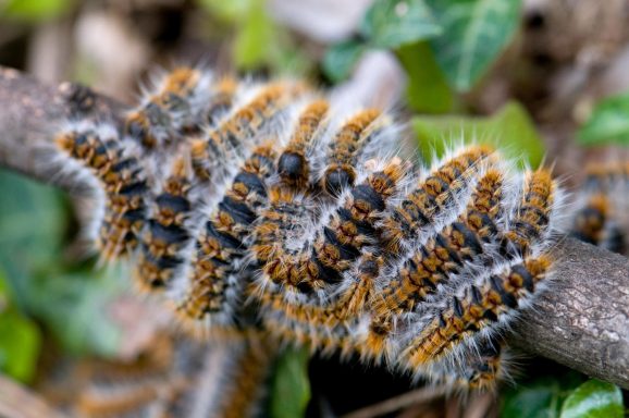 Lutte contre les chenilles processionnaires  en isère fauna control 3D