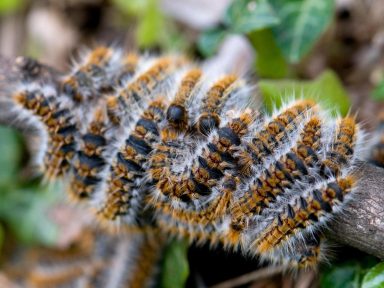 Lutte contre les chenilles processionnaires  en isère fauna control 3D