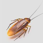 alt="Intervention Fauna Control 3D pour identification et traitement des punaises de lit en Isère. Diagnostic précis, méthode certifiée"