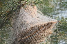 lutte chenilles processionnaires isére lutte chenilles processionnaires isére