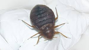 Punaise de lit adulte détectée lors d’un diagnostic professionnel en Isère (38)