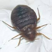 Intervention Fauna Control 3D pour identification et traitement des punaises de lit en Isère. Diagnostic précis, méthode certifiée alt="Intervention Fauna Control 3D pour identification et traitement des punaises de lit en Isère. Diagnostic précis, méthode certifiée"