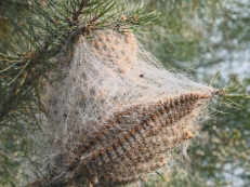 La chenille processionnaire du pin lutte chenille processionnaire isère fauna control 3D