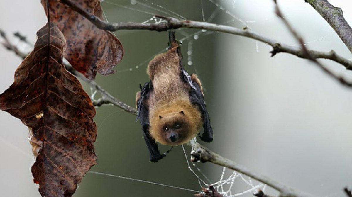 La chenille processionnaire du pin les chauve-souris contre les chenilles