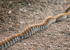 lutte chenilles processionnaires isére lutte chenilles processionnaires isére