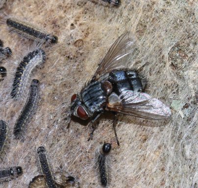 Lutte contre les chenilles processionnaires  en isère fauna control 3D