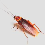 alt="Intervention Fauna Control 3D pour identification et traitement des punaises de lit en Isère. Diagnostic précis, méthode certifiée"