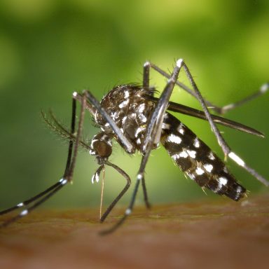 alt="Intervention Fauna Control 3D pour identification et traitement des punaises de lit en Isère. Diagnostic précis, méthode certifiée"